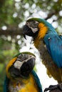 Beautiful close up colorful Macaw parrots on a tree in green jungle