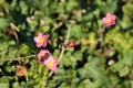 Close-up blurry view of tiny five petal pink wild geranium Geranium maculatum flowers with yellow centers, Co. Dublin Royalty Free Stock Photo