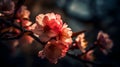 Beautiful close up a branch of pink cherry blossom flowers or Sakura flowers at the tree blurry background Royalty Free Stock Photo