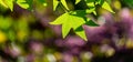 Beautiful close-up of bright green leaves Liquidambar styraciflua, Amber tree, called American sweetgum against sun Royalty Free Stock Photo