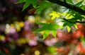 Beautiful close-up of bright green leaves Liquidambar styraciflua, Amber tree, called American sweetgum against sun Royalty Free Stock Photo