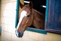 beautiful close up of brown horse with white stripe on muzzle in his stable Royalty Free Stock Photo