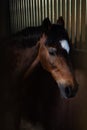 beautiful close up of brown horse with white stripe on muzzle in his stable Royalty Free Stock Photo