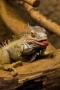 A beautiful close-up of a brown iguana Royalty Free Stock Photo