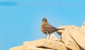 close up of Brown rock chat Royalty Free Stock Photo