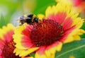 Beautiful close up of a bumblebee collecting pollen from a vibrant orange and yellow Gallardia Flower