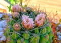 Beautiful close up cactus flowers