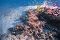 Beautiful close up camouflage big scorpion fish or scorpionfish in deep sea sand floor scuba dive explore travel activity