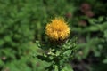 Beautiful close-up of a centaurea macrocephala flower