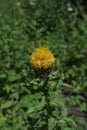 Beautiful close-up of a centaurea macrocephala flower