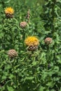 Beautiful close-up of a centaurea macrocephala flower