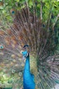 Beautiful close-up of colorful blue green peacock