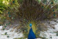 Beautiful close-up of colorful blue green peacock