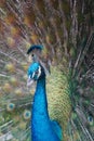 Beautiful close-up of colorful blue green peacock