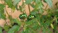 Beautiful close up Jewel Bugs on Plant. Royalty Free Stock Photo
