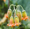 Close-up of cotyledon orbiculata Royalty Free Stock Photo