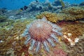 Beautiful close up Crown of Throns starfish and colorful coral reef in deep scuba dive explore travel activity with blue water Royalty Free Stock Photo