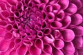 Beautiful Dahlia