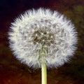 Beautiful close up of a dandelion seed head Royalty Free Stock Photo