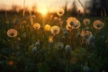 Beautiful close-up of dandelions in nature at sunset