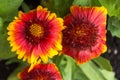 Beautiful close up of dark orange and yellow patterned flowers