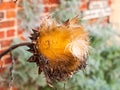 beautiful close up dead sunflower head plant special autumn winter