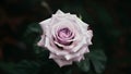 Beautiful close up of delicate single purple rose against dark backdrop Royalty Free Stock Photo