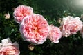 Beautiful close-up detail above view of big coral pink peony rose bush blossoming at backyard garden on bright summer