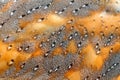 Beautiful close-up detail of barn owl plumage. Barn owl, Tyto alba, nice bird in the nature habitat. Owl from United Kingdom,