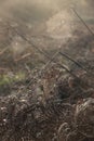 Stunning close up of dew covered spider`s cobweb in misty morning Autumn Fall woodland landscape Royalty Free Stock Photo