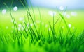 Beautiful Close-Up of Dew-Kissed Green Grass in Early Spring or Summer with Gentle Bokeh in Morning Sunlight. Royalty Free Stock Photo