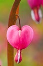 Close-up of a dicentra spectabilis flower