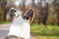 Beautiful close-up dog from behind view. Dogs ears listening view from behind