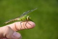 Beautiful close up of a dragen fly