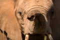 A beautiful close up of an elephants trunk and face, looking directly at the camera