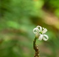 Close-up of a flower of carica papaya