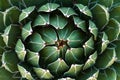 Beautiful close-up of a flowering Green Victoria Agave Cactus.