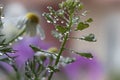 The Beautiful Close up Flowers Of Capsella Brusa Posteris , Shepherd Purse With Water Drops And Chamomile As Backgraound