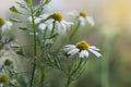 The Beautiful Close up Flowers Of Chamomile And Capsella Brusa Posteris , Shepherd Purse With Water Drops