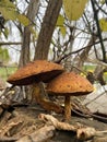 Beautiful close-up of forest mushrooms. Collection of mushrooms. Photo of mushrooms, photo of forest background autumn