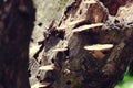 Beautiful close up of forest mushrooms on the tree bark in the forest. brown mushroom on the old wooden log Royalty Free Stock Photo