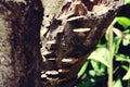 Beautiful close up of forest mushrooms on the tree bark in the forest. brown mushroom on the old wooden log Royalty Free Stock Photo