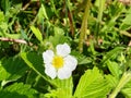 Beautiful close-up of a fragaria vesca flower Royalty Free Stock Photo