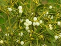 Close up fresh mistletoe on tree, white berries Royalty Free Stock Photo