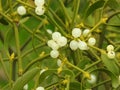 Close up fresh mistletoe on tree, white berries Royalty Free Stock Photo