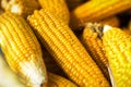 Beautiful Close up of Fresh Process harvest Dried Corn