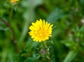 Beautiful close up of full bloom yellow dandelion flower head in Royalty Free Stock Photo