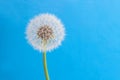 Beautiful close up, full focus dandelion flowers