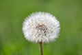 Beautiful close up, full focus dandelion flowers on green background, vintage card