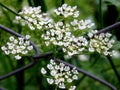 Beautiful close up gardenflower Royalty Free Stock Photo